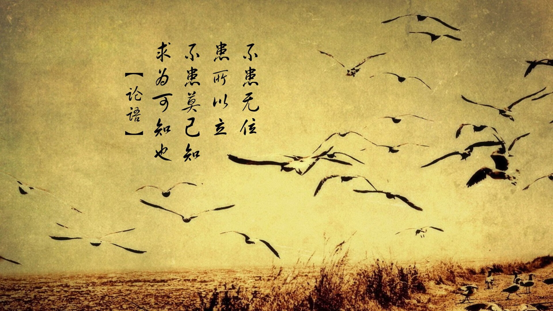 爱游戏体育APP下载-“阿根廷美洲狮队的全新战术引领橄榄球未来”