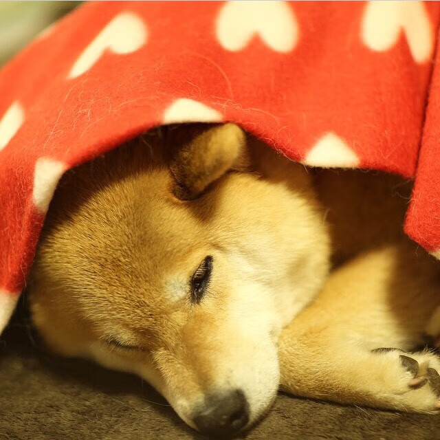 爱游戏体育平台-国际足球文化交流日益频繁，促进多元文化融合，足球文化氛围