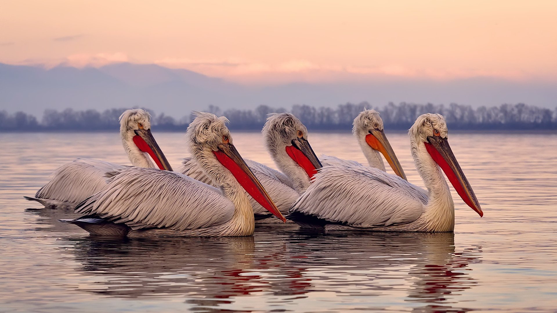 图穆亚的精准突破与反击创造出更多得分机会，助袋鼠队夺冠，穆拉德忠·图伊奇耶夫