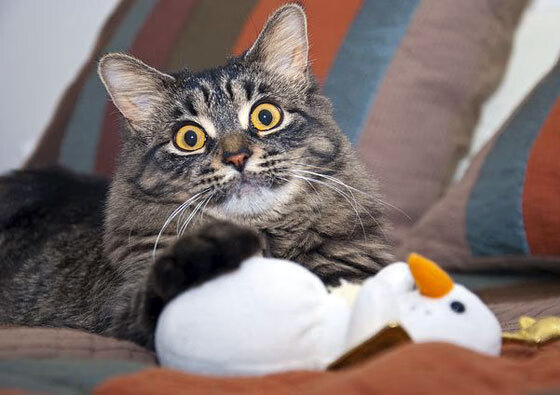 AYX体育-女子橄榄球观众人数年增20%，女子橄榄球火爆程度