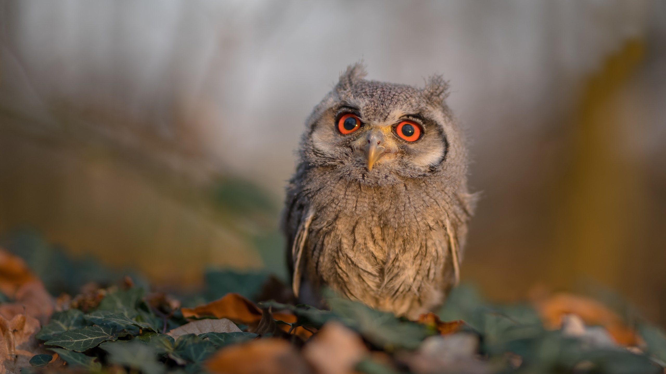 巴西足球新一轮青训开启，培养未来足球之星