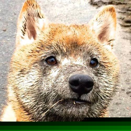 意甲后防线重建成效评估，意甲注重防守