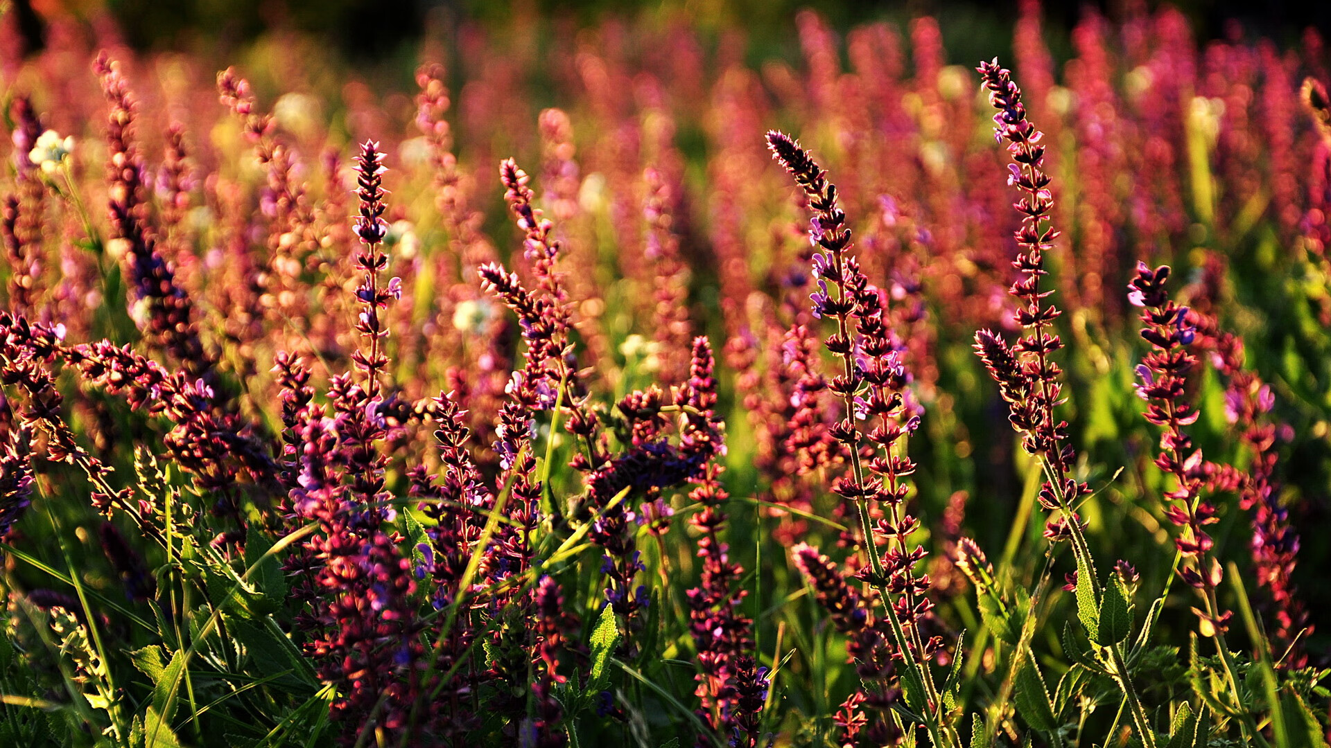 战术执行力成为近期表现下滑的重要影响因素,战略战术和执行力的关系