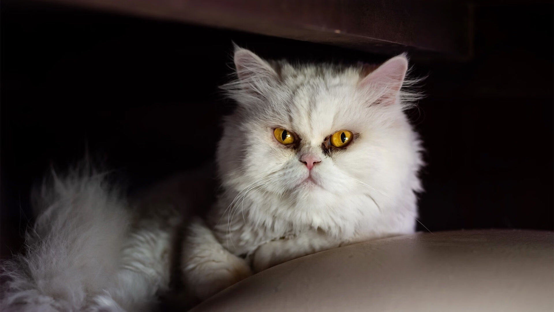 柬埔寨女篮在亚洲锦标赛中表现优异，迈向国际舞台