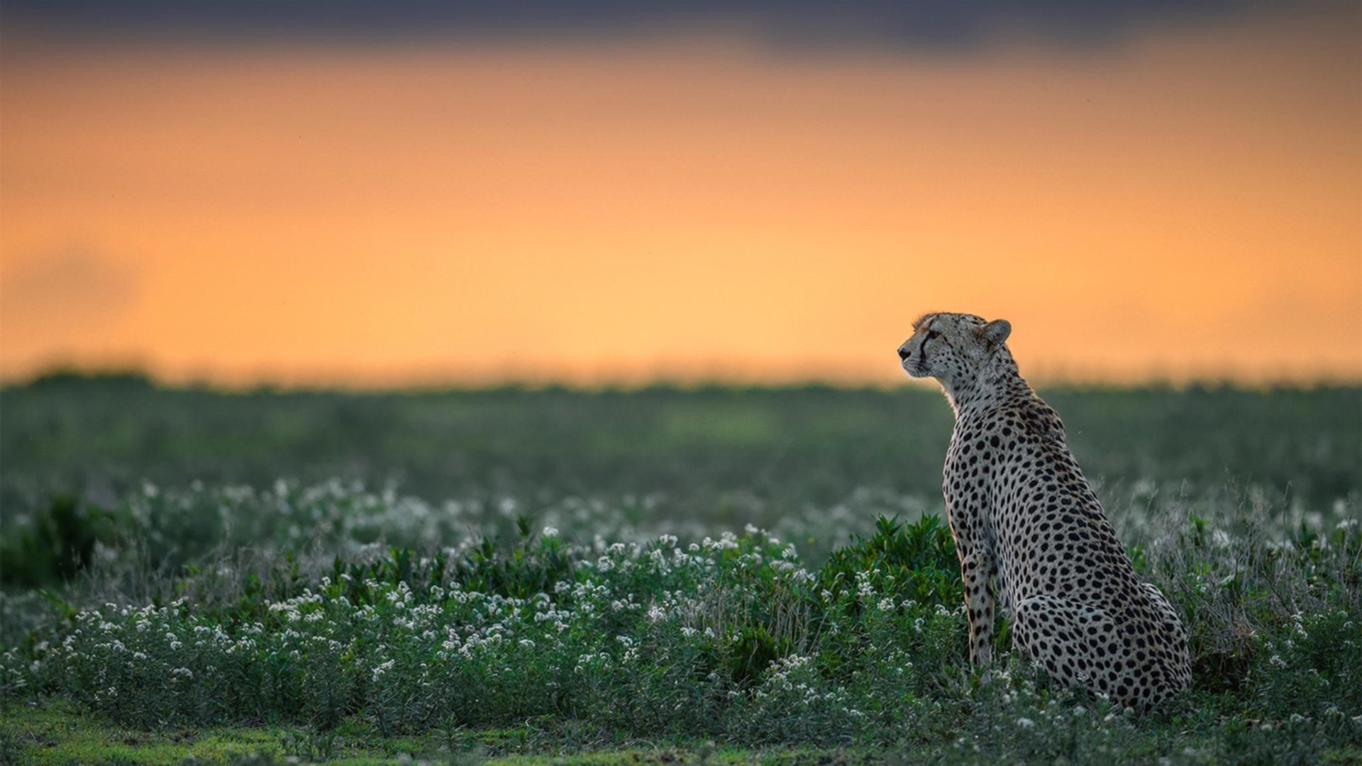 爱游戏中国官方登录入口网站-法甲超级反击：快若闪电的突破瞬间，法甲动作大