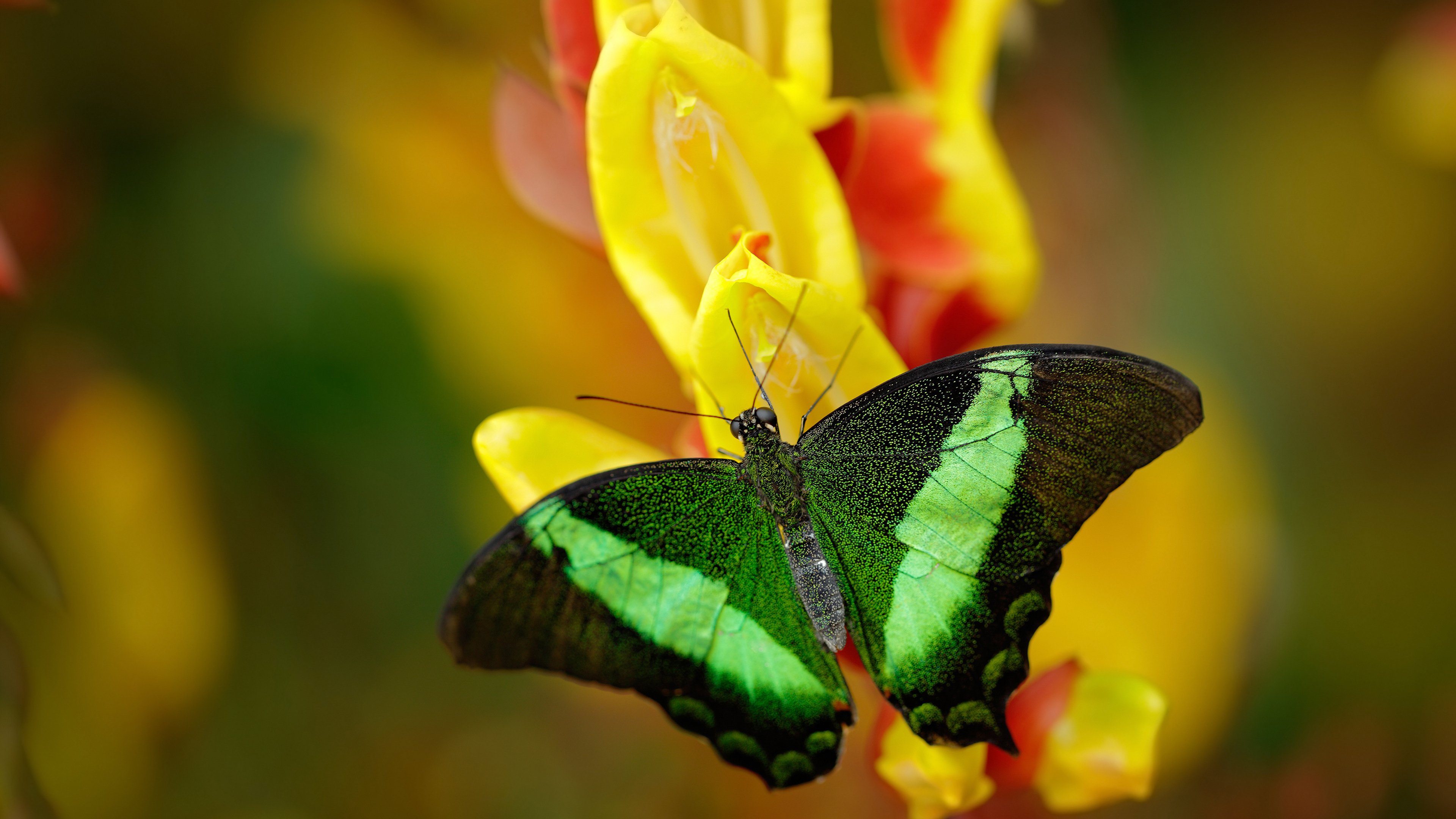 爱游戏登录入口-特斯·冯·迪克：南非队中场节奏的掌控者，迅速转移战术，冯斯特拉克家族