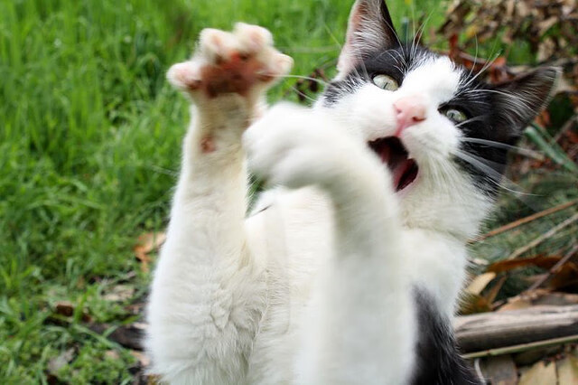 爱游戏 电竞-覃海洋全程专注 节奏掌控出色，覃海洋百科