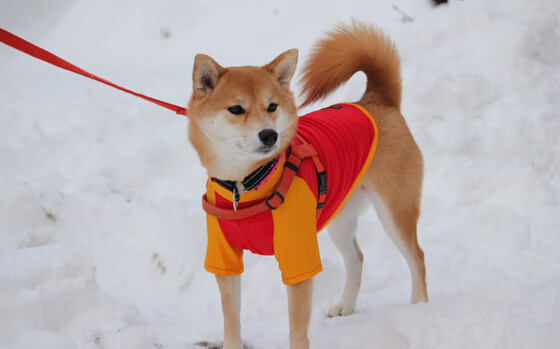 爱游戏平台-跳水技术提升朝鲜得分稳定，跳水朝鲜第一名